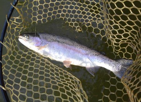大安トラウトレイク 釣果